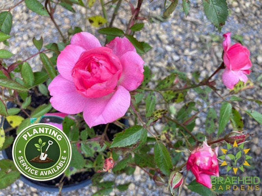 John Davis Rose