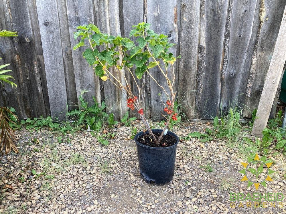 Buy JostaBerry an Edible Shrub in Grande Prairie Alberta - Braeheid Gardens Ltd.