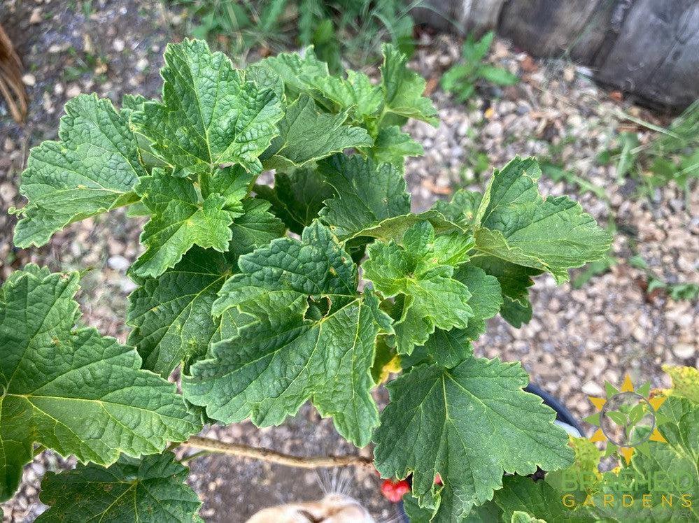 Buy JostaBerry an Edible Shrub in Grande Prairie Alberta - Braeheid Gardens Ltd.