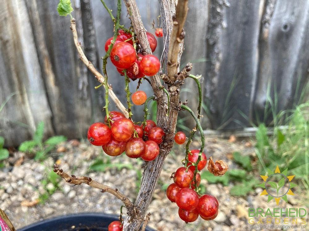 Buy JostaBerry an Edible Shrub in Grande Prairie Alberta - Braeheid Gardens Ltd.