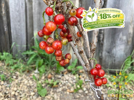 Buy JostaBerry an Edible Shrub in Grande Prairie Alberta - Braeheid Gardens Ltd.