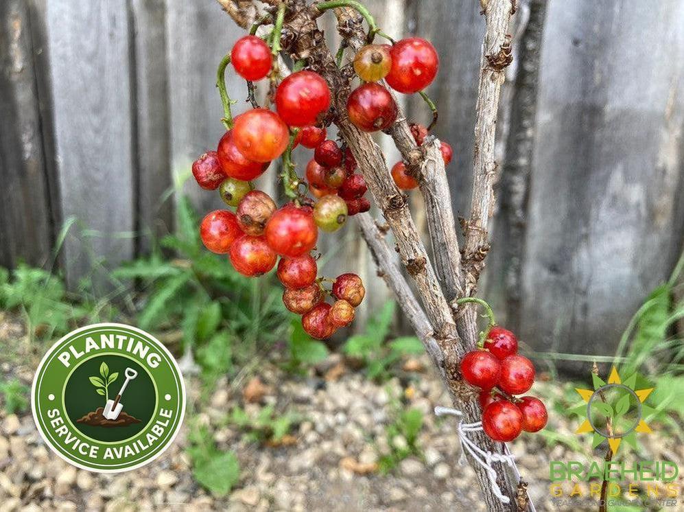 Buy JostaBerry an Edible Shrub in Grande Prairie Alberta - Braeheid Gardens Ltd.