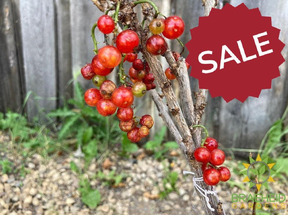 🍇 Auction #4 – Your Cold-Hardy Berry & Grape Collection (Zone 2–3)