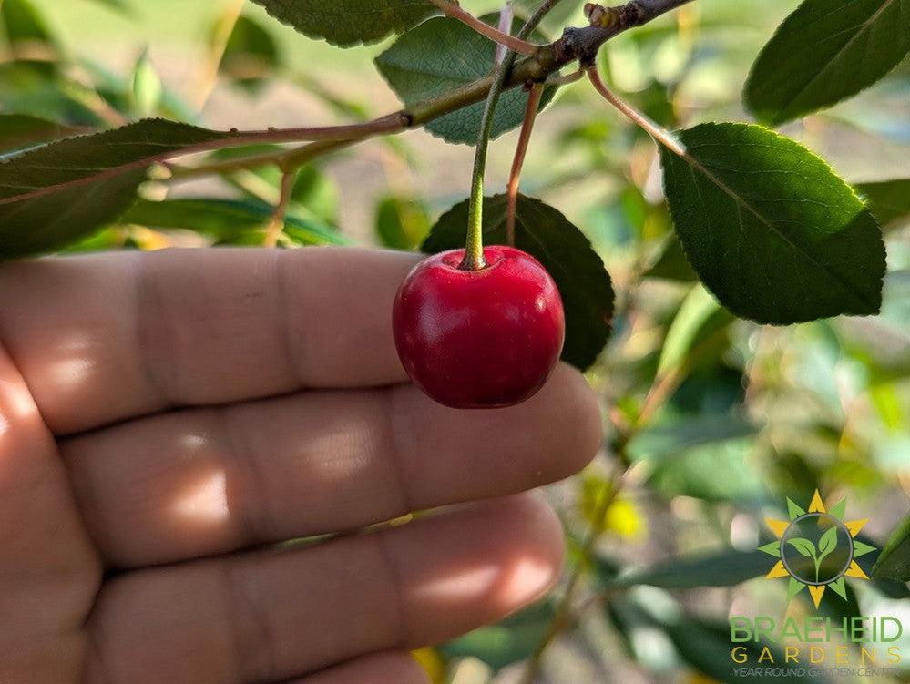 Juliet Cherry Shrub