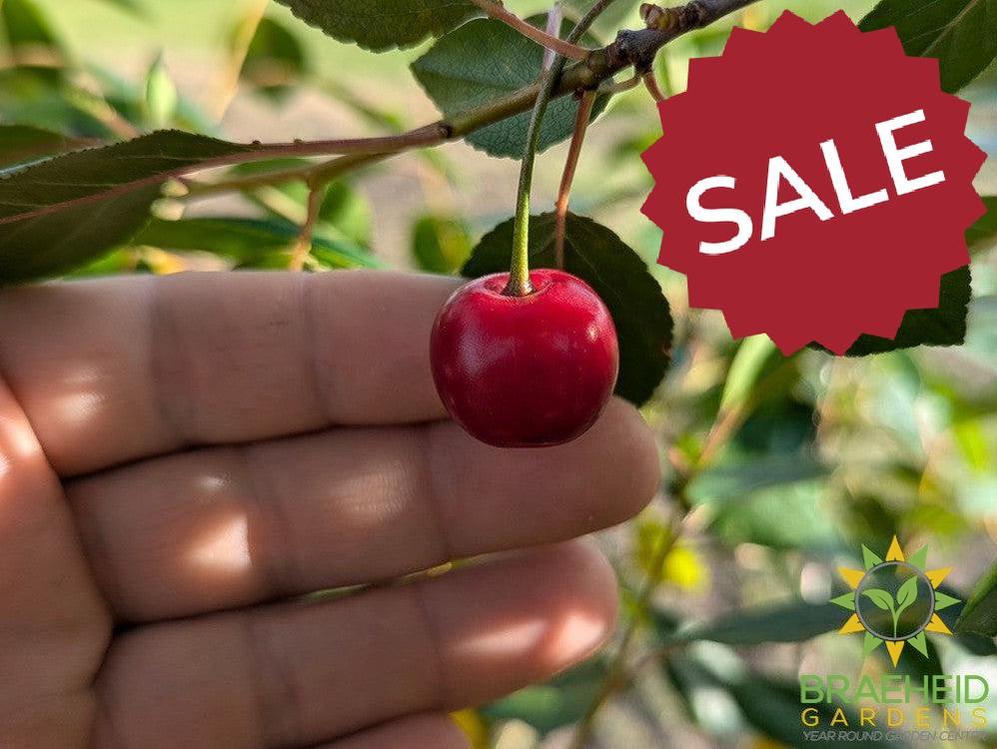🍒 Auction #6 – Cherry Shrub Collection (Zone 2–3)