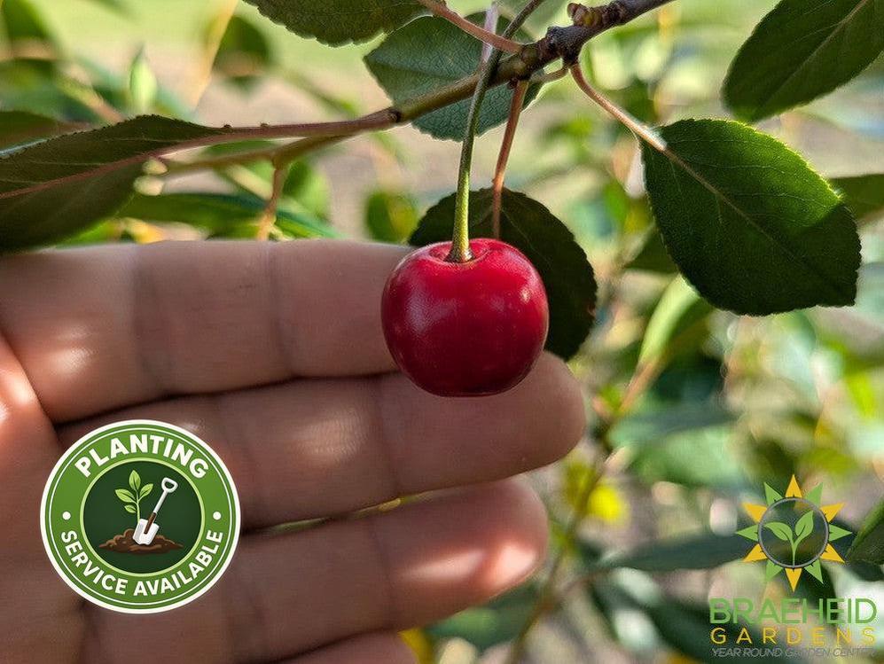 Juliet Cherry Shrub