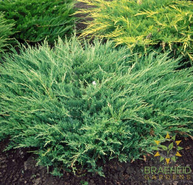 Andorra Compact Juniper