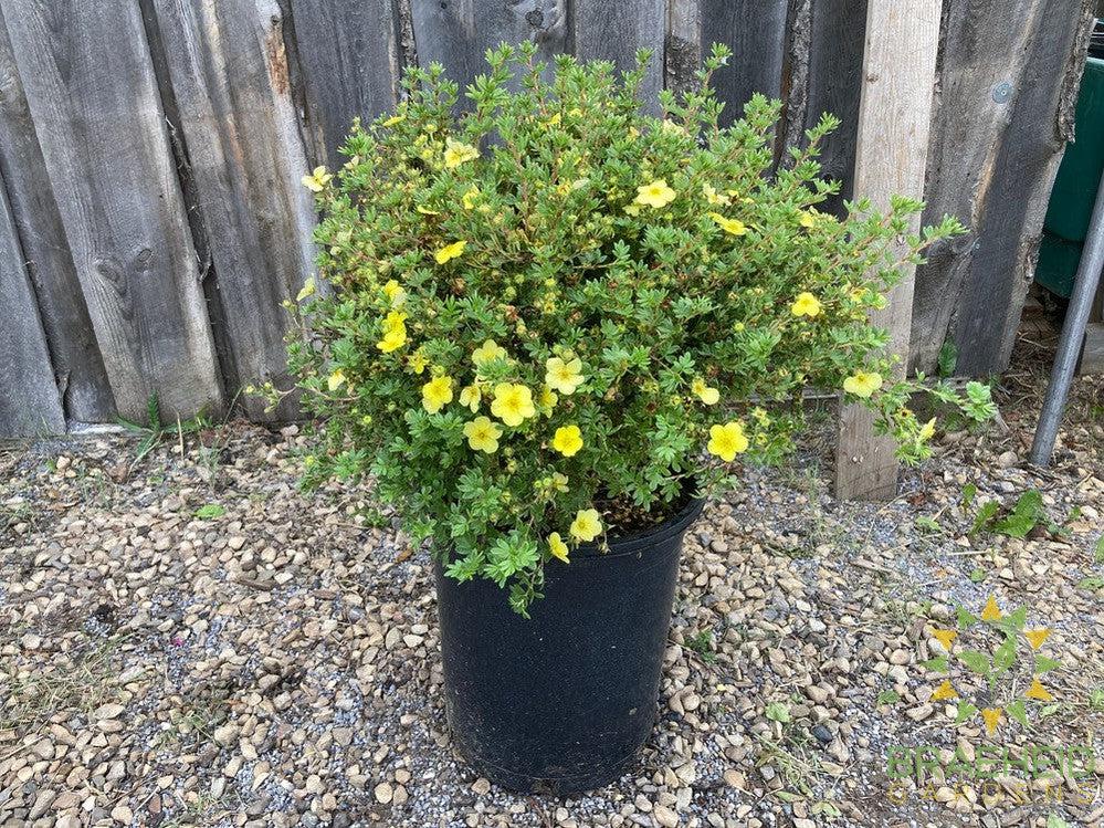 Katherine Dykes Potentilla