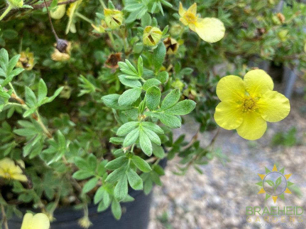 Katherine Dykes Potentilla