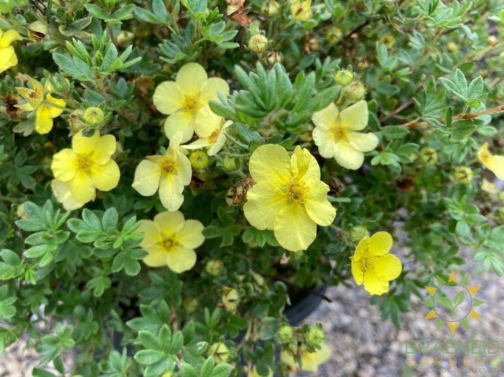 Katherine Dykes Potentilla