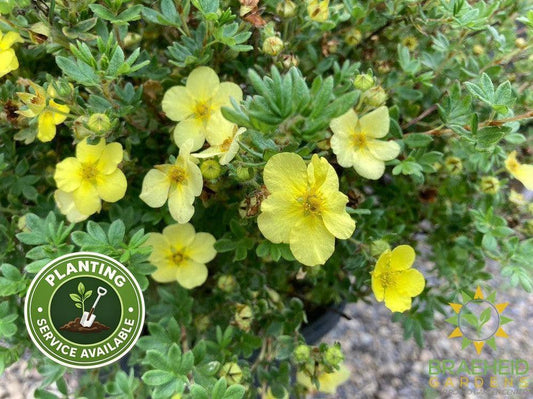 Katherine Dykes Potentilla