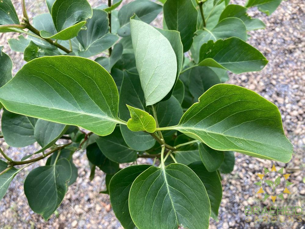 Katherine Havemeyer French Lilac