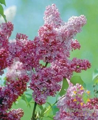 Katherine Havemeyer French Lilac