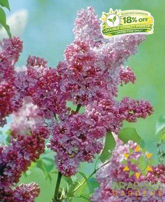 Katherine Havemeyer French Lilac