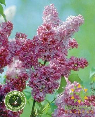 Katherine Havemeyer French Lilac