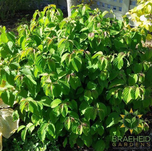 Kelsey's Dwarf Dogwood