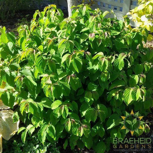 Kelsey's Dwarf Dogwood
