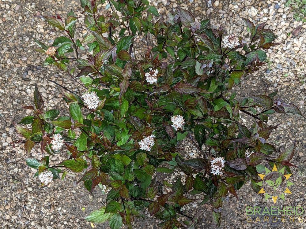Kesselring Dogwood