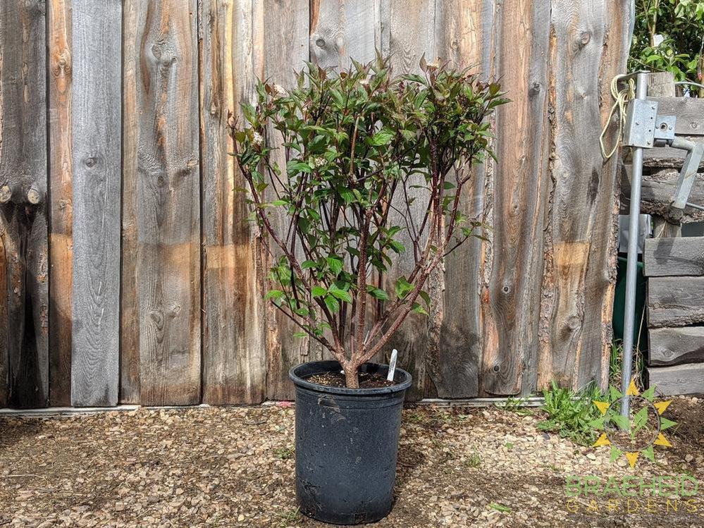 Kesselring Dogwood