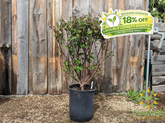 Kesselring Dogwood