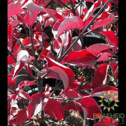 Kesselring Dogwood