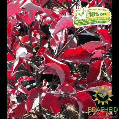 Kesselring Dogwood