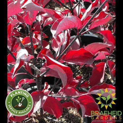 Kesselring Dogwood