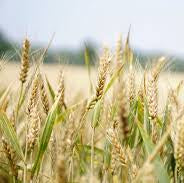 Khorasan Wheat