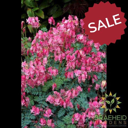 King of Hearts Bleeding Heart