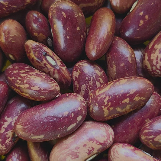 King of the Early Bush Bean