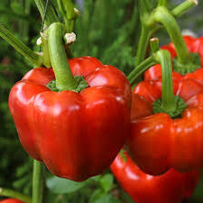 King of the North Pepper