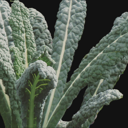 Lacinato Kale