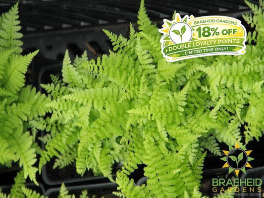 Ladyfern
