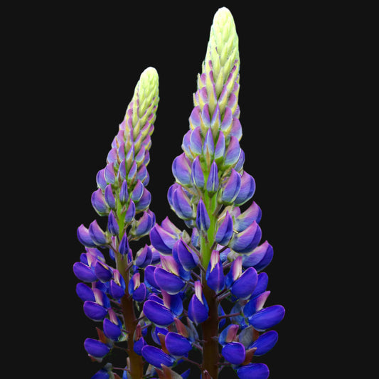 Large-Leaved Lupin