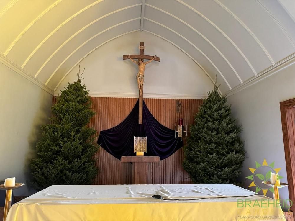 Extra Tall Christmas tree for commercial building Grande Prairie Alberta