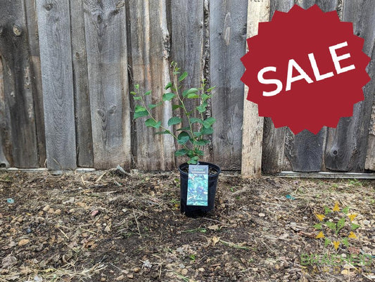 Buy Lee #3 Saskatoon an Edible Shrub in Grande Prairie Alberta - Braeheid Gardens Ltd.