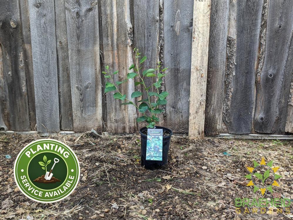Buy Lee #3 Saskatoon an Edible Shrub in Grande Prairie Alberta - Braeheid Gardens Ltd.