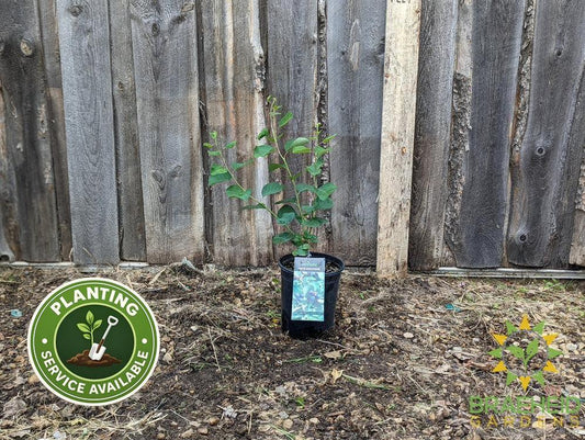 Buy Lee #3 Saskatoon an Edible Shrub in Grande Prairie Alberta - Braeheid Gardens Ltd.