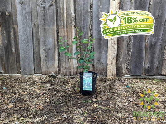 Buy Lee #3 Saskatoon an Edible Shrub in Grande Prairie Alberta - Braeheid Gardens Ltd.