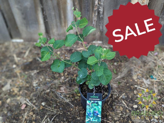 Buy Lee #3 Saskatoon an Edible Shrub in Grande Prairie Alberta - Braeheid Gardens Ltd.