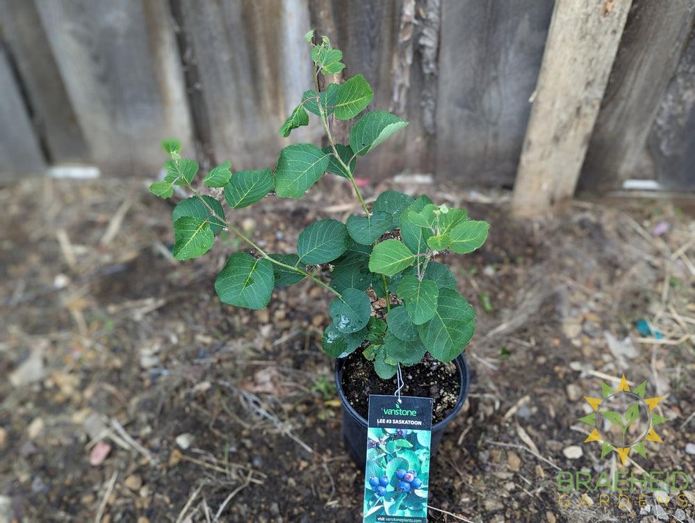 Buy Lee #3 Saskatoon an Edible Shrub in Grande Prairie Alberta - Braeheid Gardens Ltd.