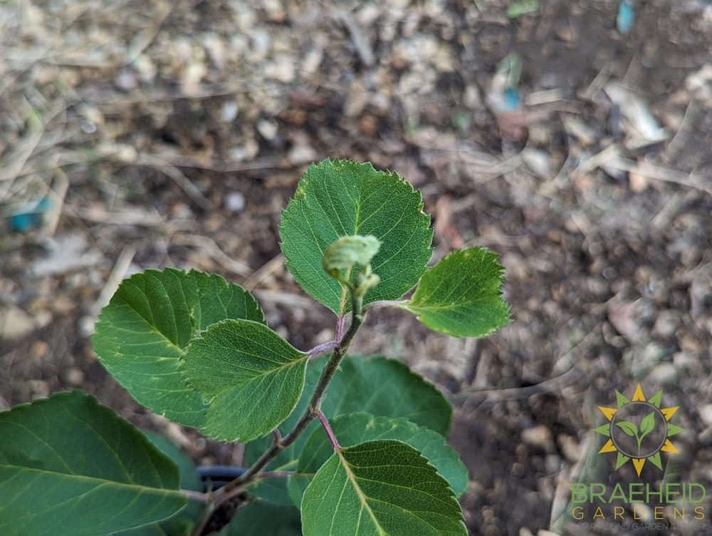 Buy Lee #3 Saskatoon an Edible Shrub in Grande Prairie Alberta - Braeheid Gardens Ltd.