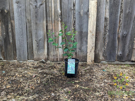 Buy Lee #3 Saskatoon an Edible Shrub in Grande Prairie Alberta - Braeheid Gardens Ltd.