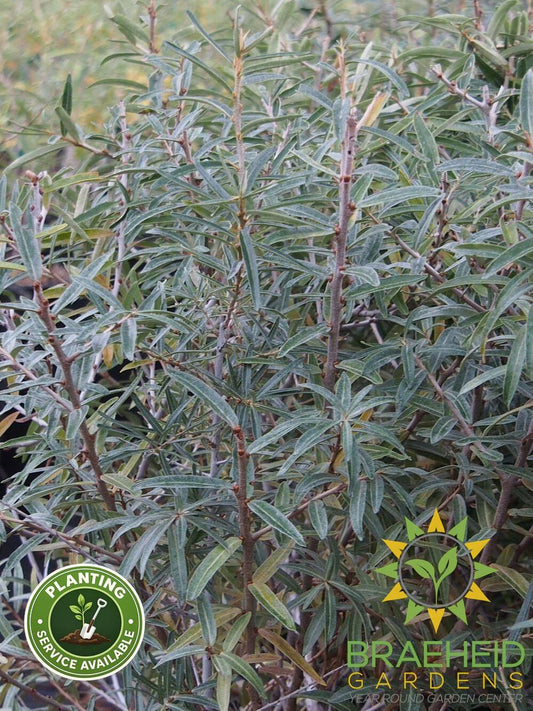 Leikora Sea Buckthorn