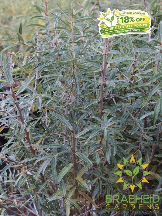 Leikora Sea Buckthorn