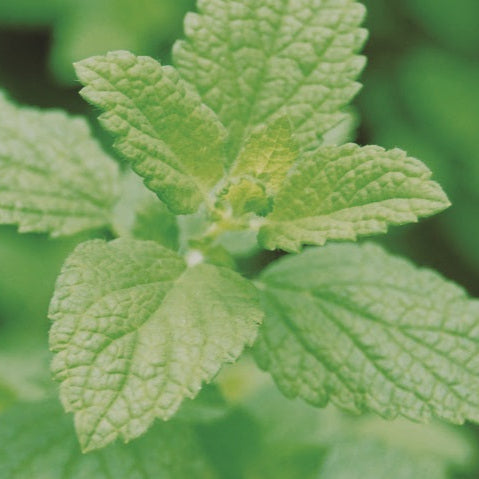 Lemon Balm Rootstock