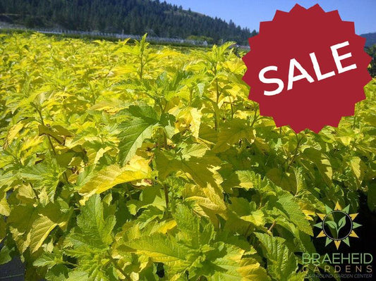 Lemon Candy Ninebark