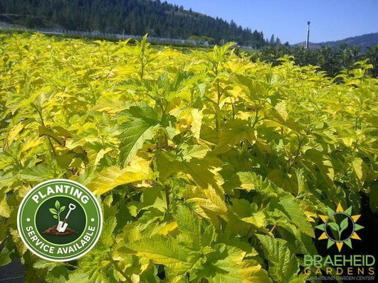 Lemon Candy Ninebark