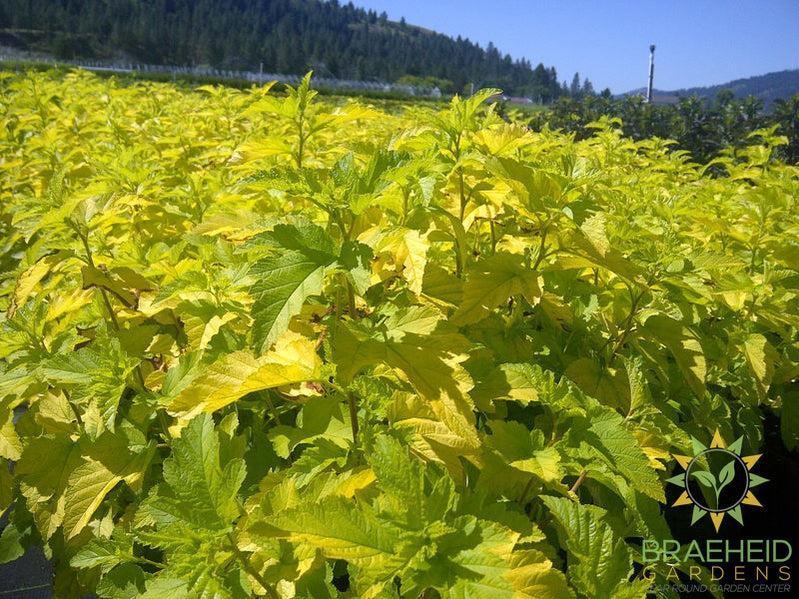 Lemon Candy Ninebark