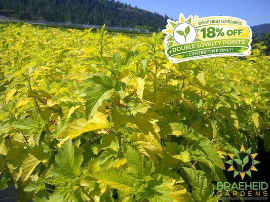 Lemon Candy Ninebark